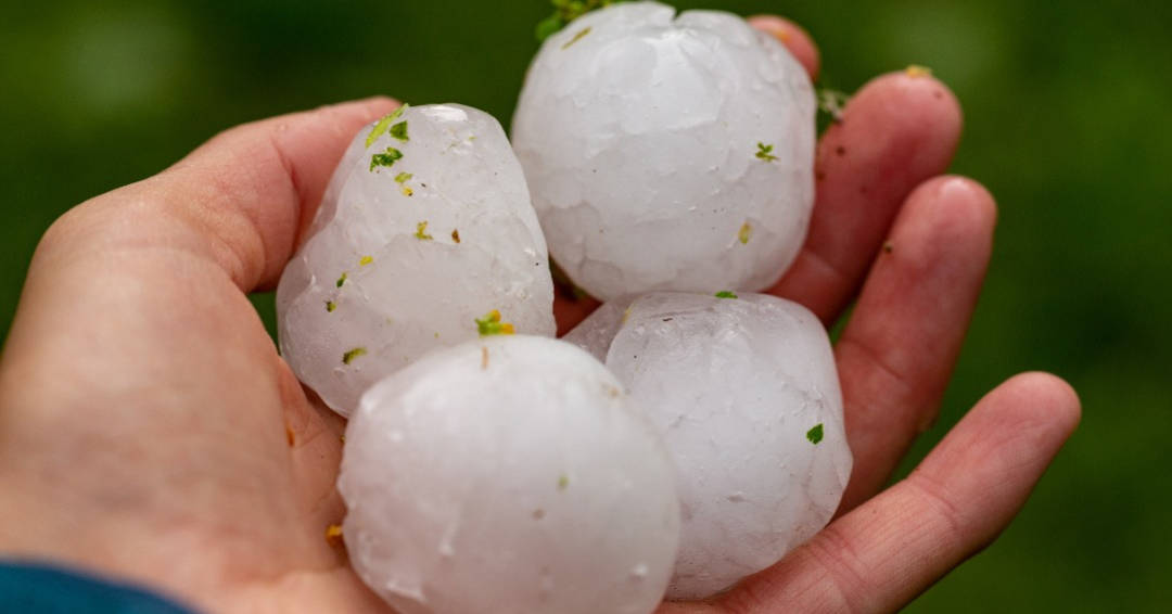 An image of a person holding four large pieces of hail in their hand.