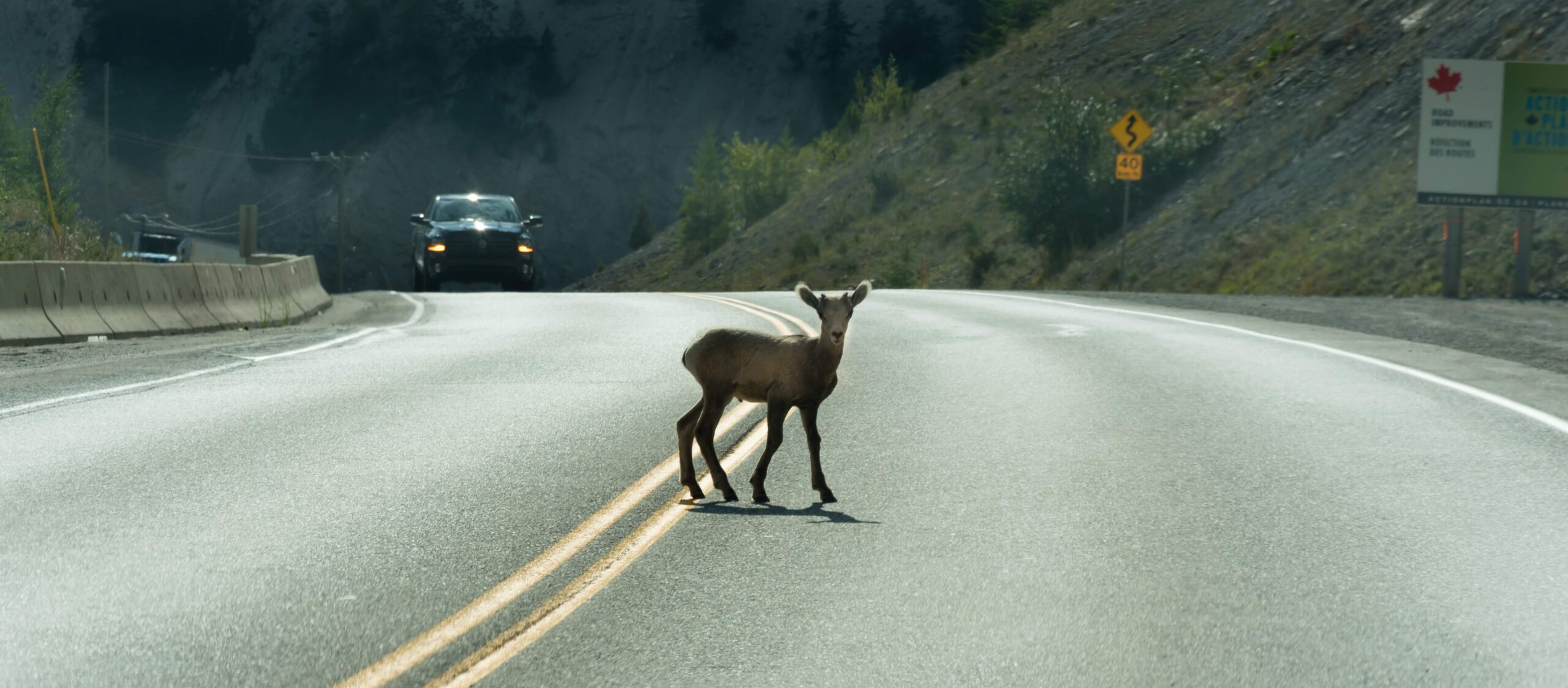 A baby goat on the highway.