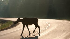 A picture of a moose crossing the road.